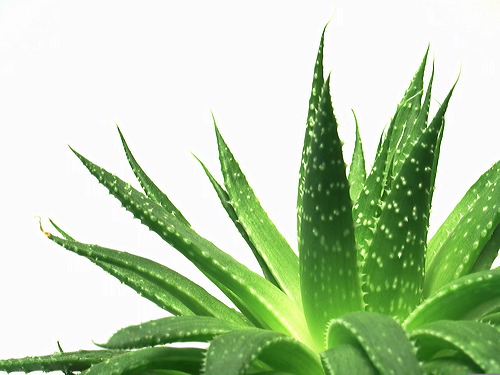 aloe-vera-benefits11