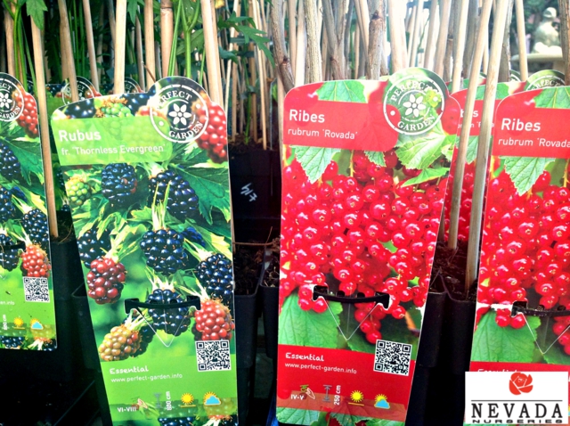berries1_640x478