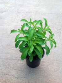 stevia_200x268