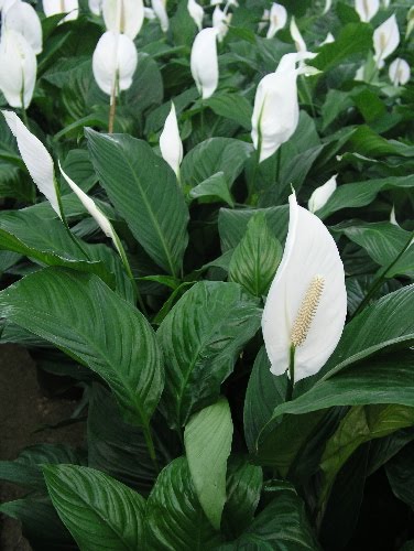 Spathiphyllum1